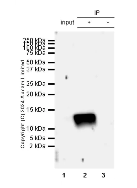 Immunoprecipitation - Anti-CXCL10/IP-10 antibody [RM2054] - BSA and Azide free (AB318283)