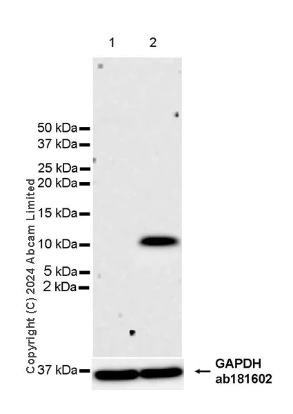 Western blot - Anti-CXCL10/IP-10 antibody [RM2054] - BSA and Azide free (AB318283)