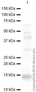 Western blot - Anti-CXCL11 antibody (AB9955)