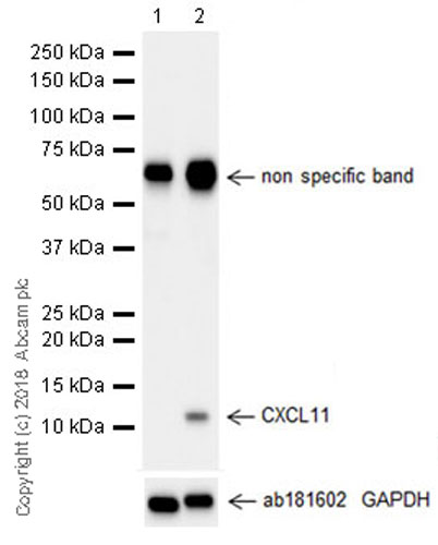 Western blot - Anti-CXCL11 antibody [EPR21755-173] (AB216157), expandable thumbnail