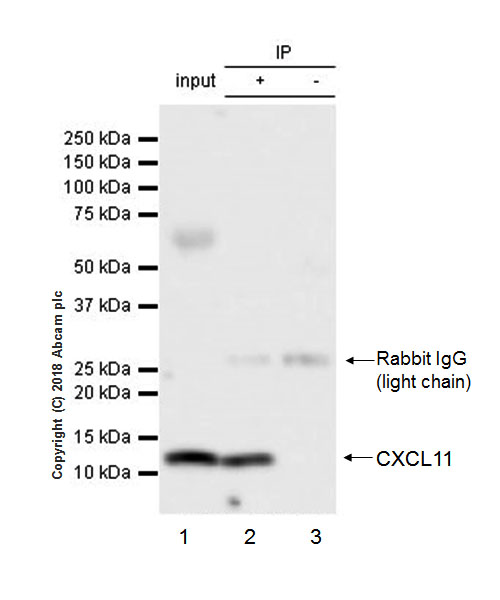 Immunoprecipitation - Anti-CXCL11 antibody [EPR21755-173] - BSA and Azide free (AB234097)