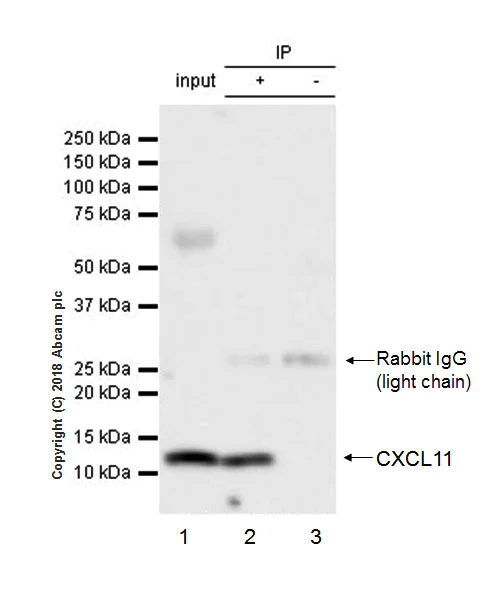Immunoprecipitation - Anti-CXCL11 antibody [EPR21755-173] - BSA and Azide free (AB234097)