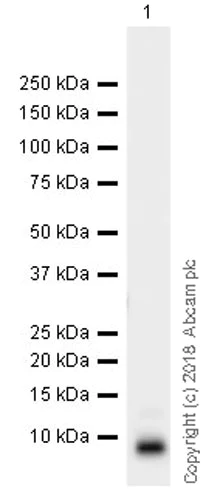 Western blot - Anti-CXCL11 antibody [EPR21755-173] - BSA and Azide free (AB234097)