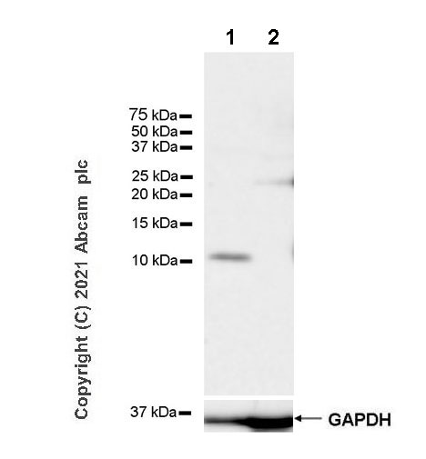 Western blot - Anti-CXCL11 antibody [EPR23814-16] - BSA and Azide free (AB279706), expandable thumbnail