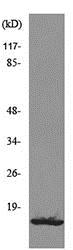 Western blot - Anti-CXCL13 antibody (AB190662), expandable thumbnail