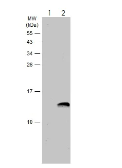 Western blot - Anti-CXCL13 antibody (AB272874)