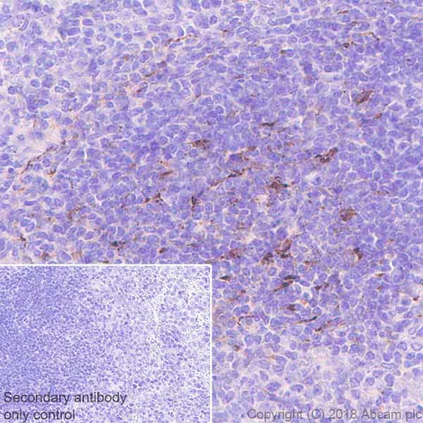 Immunohistochemistry (Formalin/PFA-fixed paraffin-embedded sections) - Anti-CXCL13 antibody [EPR19259-147] - BSA and Azide free (AB251265)