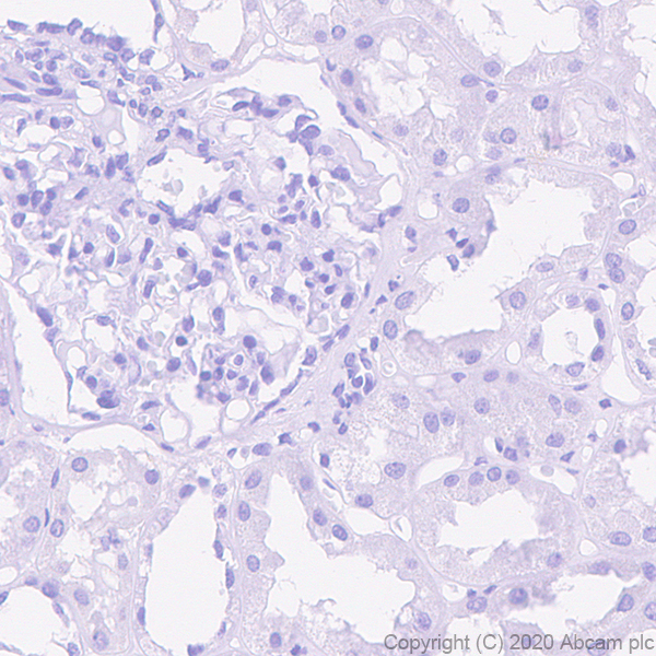 Anti-CXCL13 antibody [EPR23400-92] - BSA and Azide free (ab270408