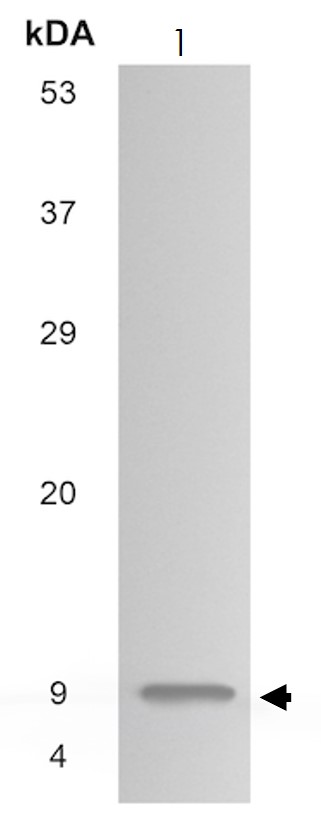 Western blot - Anti-CXCL13 antibody [MM0212-12A2] (AB89322)