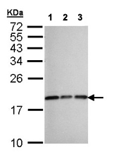 Western blot - Anti-CXCL14 antibody (AB137541)