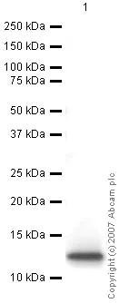 Western blot - Anti-CXCL14 antibody (AB36622)
