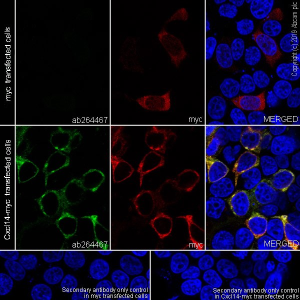Anti-CXCL14 antibody [EPR22807-28] Rabbit monoclonal