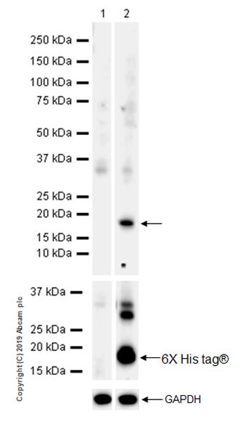 なかないち Purified Mouse Anti-Human CD98