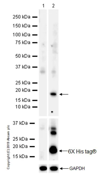 Anti-CXCL14 antibody [EPR22807-28] Rabbit monoclonal