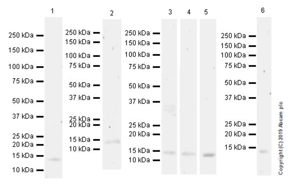 Western blot - Anti-CXCL14 antibody [EPR22807-28] (AB264467)