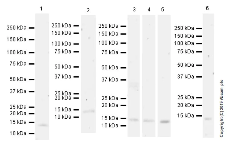 Western blot - Anti-CXCL14 antibody [EPR22807-28] (AB264467)