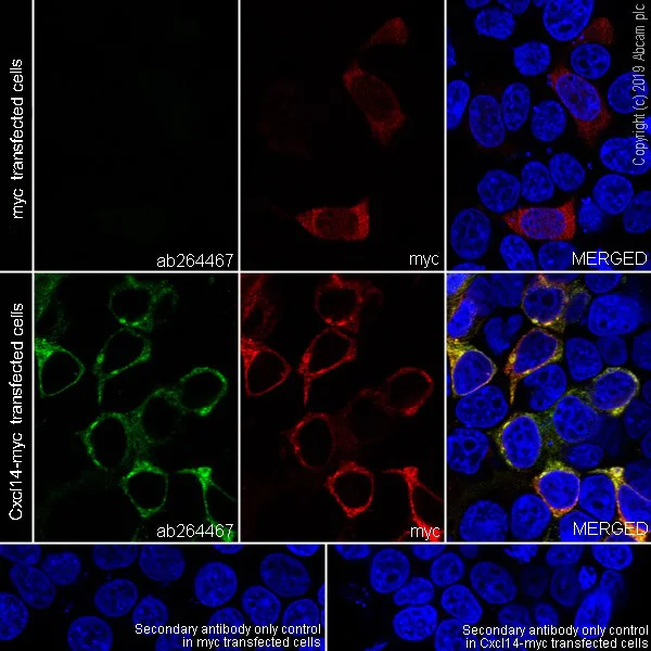 Immunocytochemistry/ Immunofluorescence - Anti-CXCL14 antibody [EPR22807-28] - BSA and Azide free (AB264476)