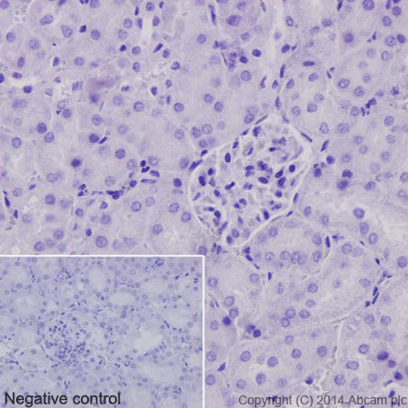 Immunohistochemistry (Formalin/PFA-fixed paraffin-embedded sections) - Anti-CXCL15 antibody [EPR14470] (AB197016)
