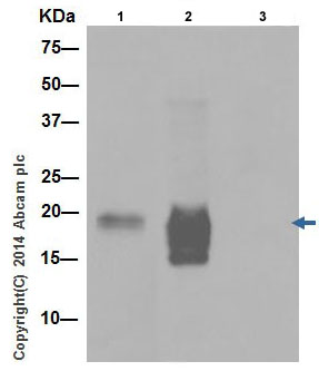 Immunoprecipitation - Anti-CXCL15 antibody [EPR14470] (AB197016), expandable thumbnail