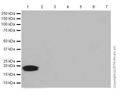 Western blot - Anti-CXCL15 antibody [EPR14470] (AB197016), expandable thumbnail