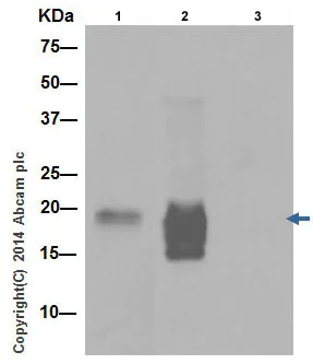 Immunoprecipitation - Anti-CXCL15 antibody [EPR14470] - BSA and Azide free (AB251227)