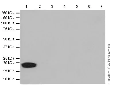 Western blot - Anti-CXCL15 antibody [EPR14470] - BSA and Azide free (AB251227)