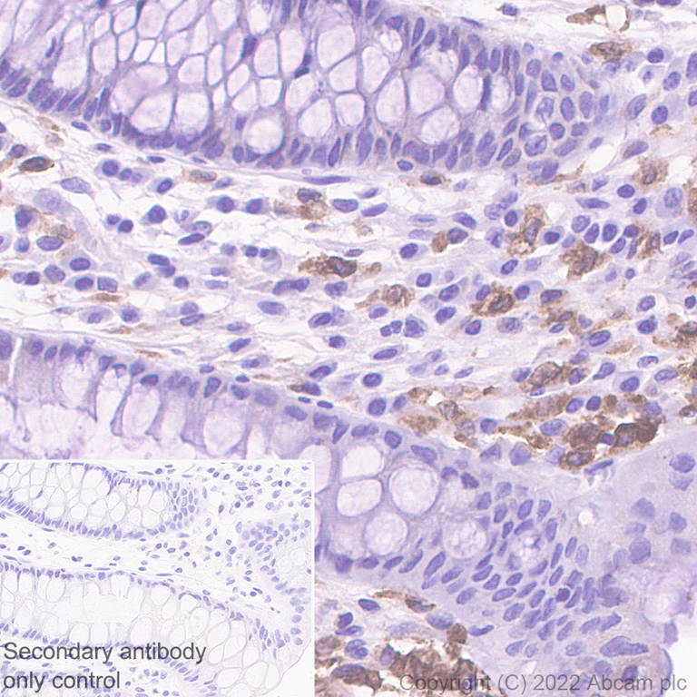 Immunohistochemistry - Anti-CXCL16 antibody [EPR25370-42] - BSA and Azide free (AB307695)