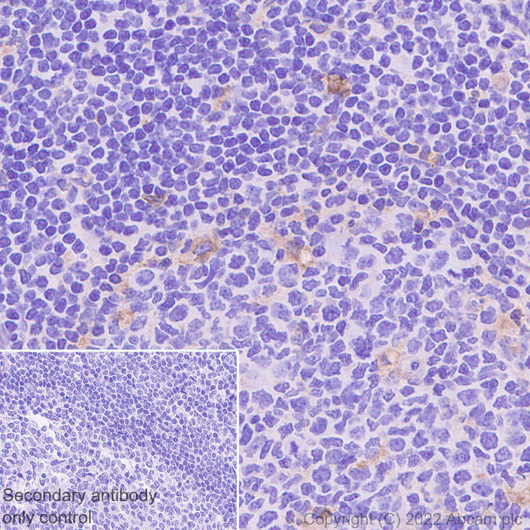 Immunohistochemistry - Anti-CXCL16 antibody [EPR25370-42] - BSA and Azide free (AB307695)