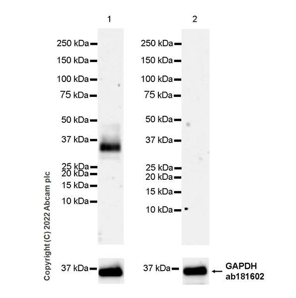 Western blot - Anti-CXCL16 antibody [EPR25370-42] - BSA and Azide free (AB307695)