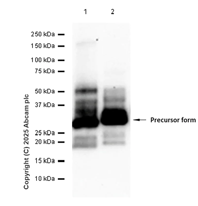 Western blot - Anti-CXCL16 antibody [EPR25370-42] - BSA and Azide free (AB307695)