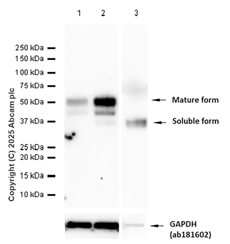 Western blot - Anti-CXCL16 antibody [EPR25370-42] - BSA and Azide free (AB307695)