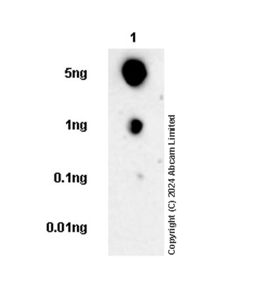 Dot Blot - Anti-CXCL16 antibody [EPR29713-506] (AB322709), expandable thumbnail