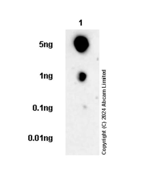 Dot Blot - Anti-CXCL16 antibody [EPR29713-506] (AB322709)