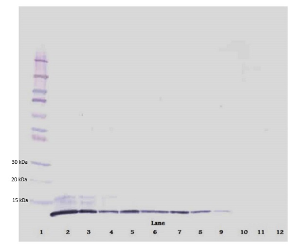 Western blot - Anti-CXCL2 antibody (AB9841), expandable thumbnail