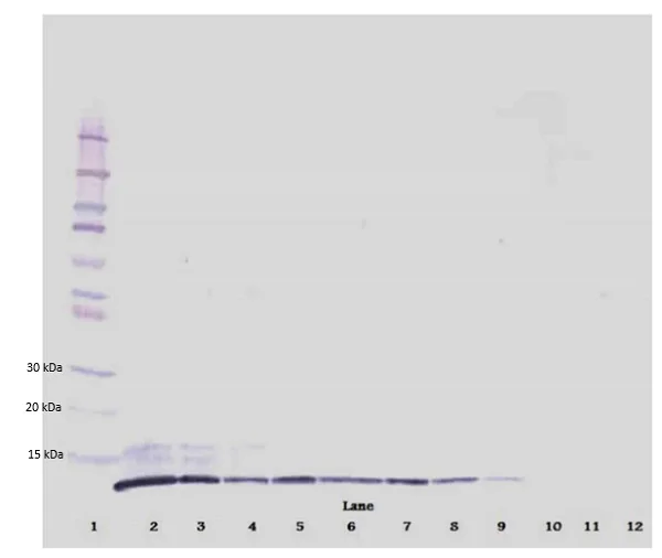 Western blot - Anti-CXCL2 antibody (AB9841)