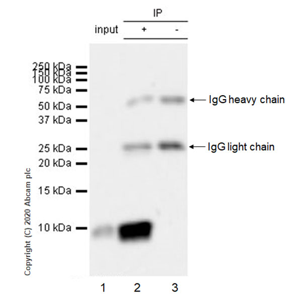 Immunoprecipitation - Anti-CXCL2 antibody [EPR23331-159] (AB275879), expandable thumbnail