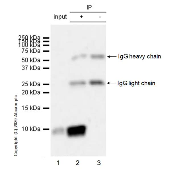 Immunoprecipitation - Anti-CXCL2 antibody [EPR23331-159] (AB275879)