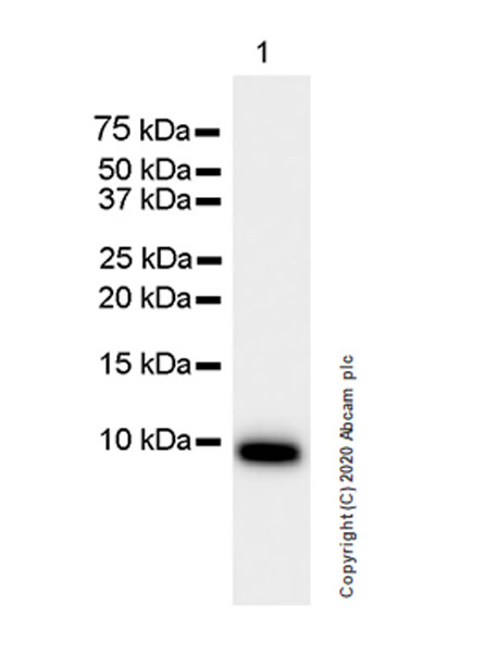 Western blot - Anti-CXCL2 antibody [EPR23331-159] (AB275879), expandable thumbnail