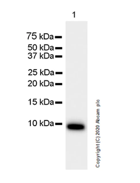 Western blot - Anti-CXCL2 antibody [EPR23331-159] (AB275879)