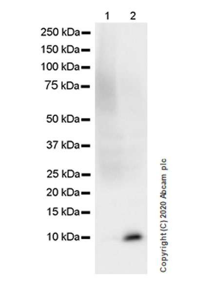 Western blot - Anti-CXCL2 antibody [EPR23331-159] (AB275879), expandable thumbnail