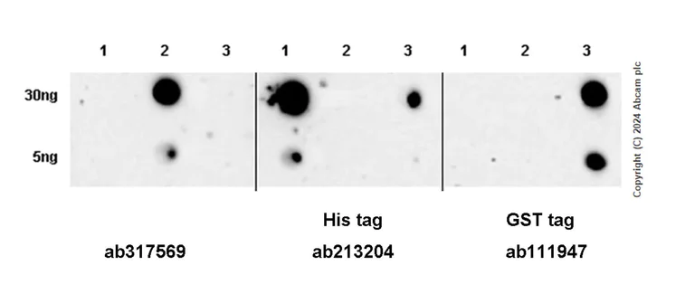 Dot Blot - Anti-CXCL2 antibody [EPR28746-89] (AB317569)