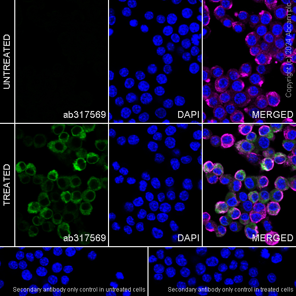 Immunocytochemistry/ Immunofluorescence - Anti-CXCL2 antibody [EPR28746-89] (ab317569), expandable thumbnail