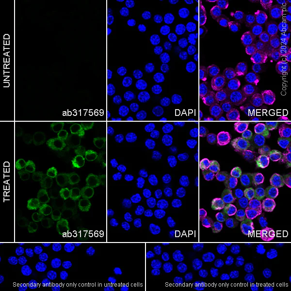 Anti-CXCL2 antibody [EPR28746-89] 20 ul size (ab317569) | Abcam