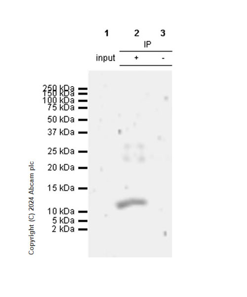 Immunoprecipitation - Anti-CXCL2 antibody [EPR28746-89] (ab317569), expandable thumbnail