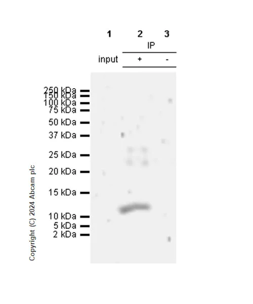 Immunoprecipitation - Anti-CXCL2 antibody [EPR28746-89] (AB317569)