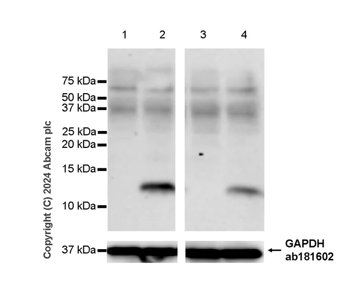Western blot - Anti-CXCL2 antibody [EPR28746-89] (AB317569)