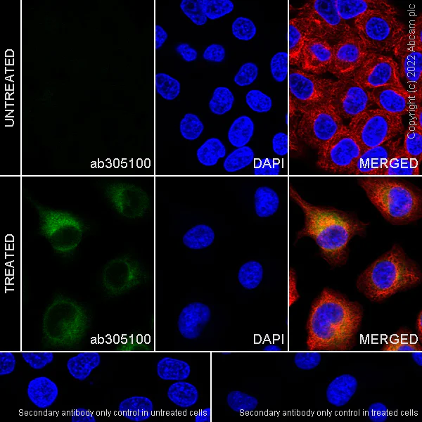 Immunocytochemistry/ Immunofluorescence - Anti-CXCL5 antibody [EPR23928-217] (AB305100)
