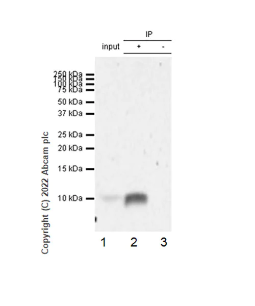 Immunoprecipitation - Anti-CXCL5 antibody [EPR23928-217] (AB305100)