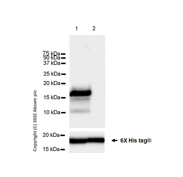 Western blot - Anti-CXCL5 antibody [EPR23928-217] (AB305100)