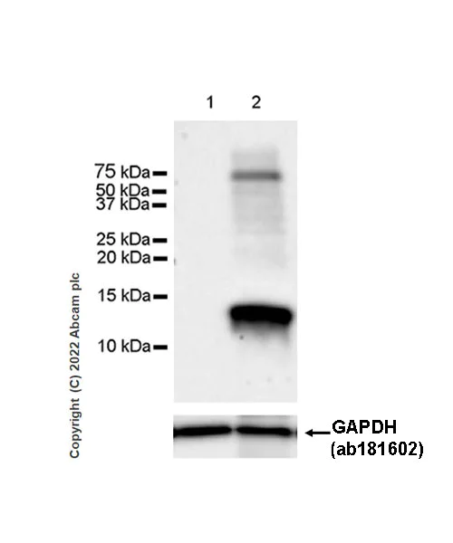 Western blot - Anti-CXCL5 antibody [EPR23928-217] (AB305100)